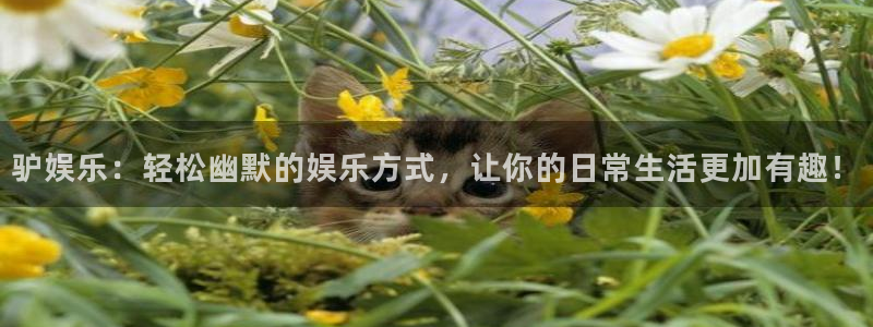 壹号app下载链接：驴娱乐：轻松幽默的娱乐方式，让你的日常生活更加有趣！
